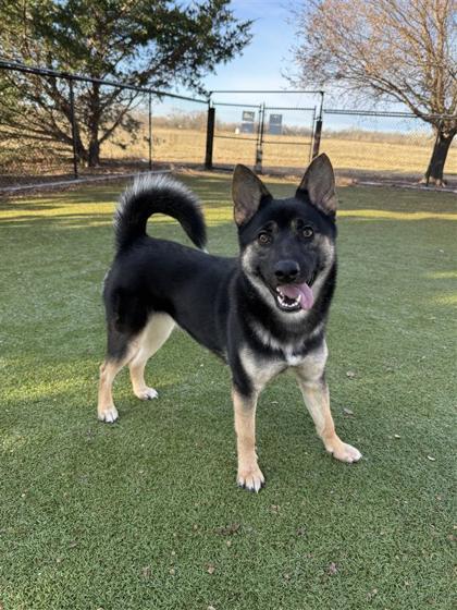 Rosie, Adoptable, Adult Female Mixed Breed & Mixed Breed.