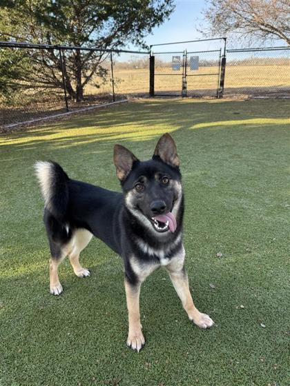 Rosie, a Adoptable mixed breed in Hutchinson, KS image 2/3