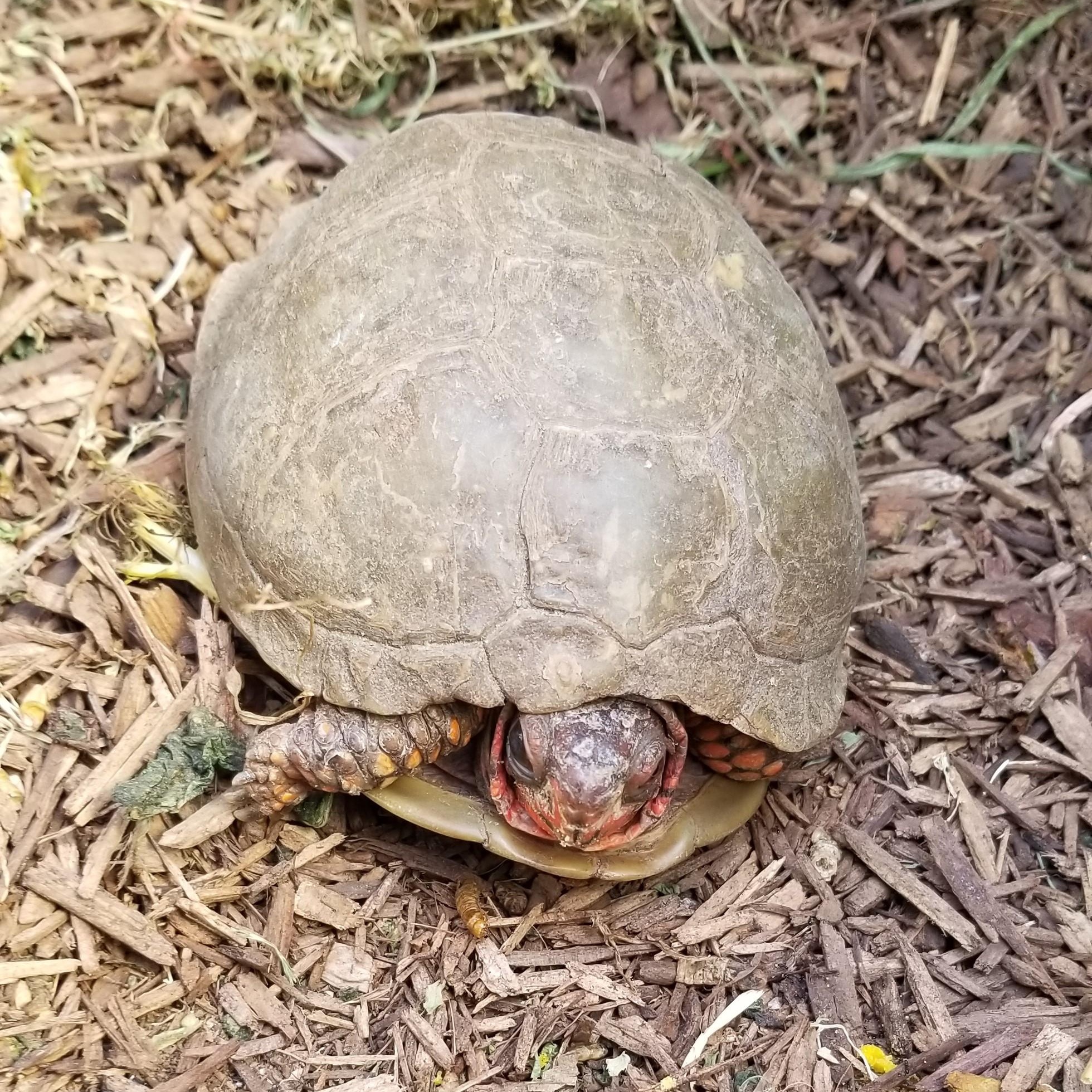 Heintz, Adoptable, Adult Male Three-Toed Box.