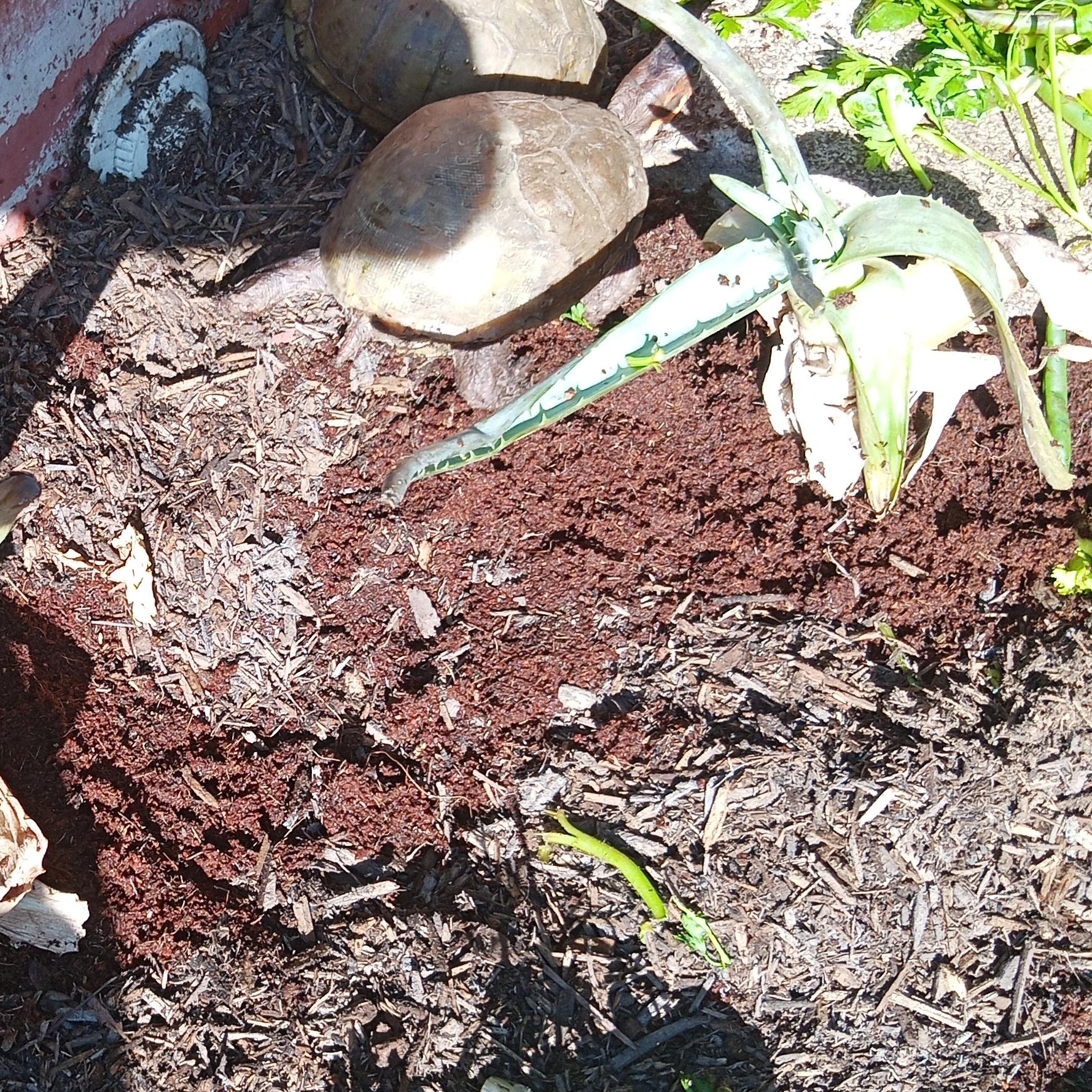 Heintz, a Adoptable Three-Toed Box in Modesto, CA image 2/3