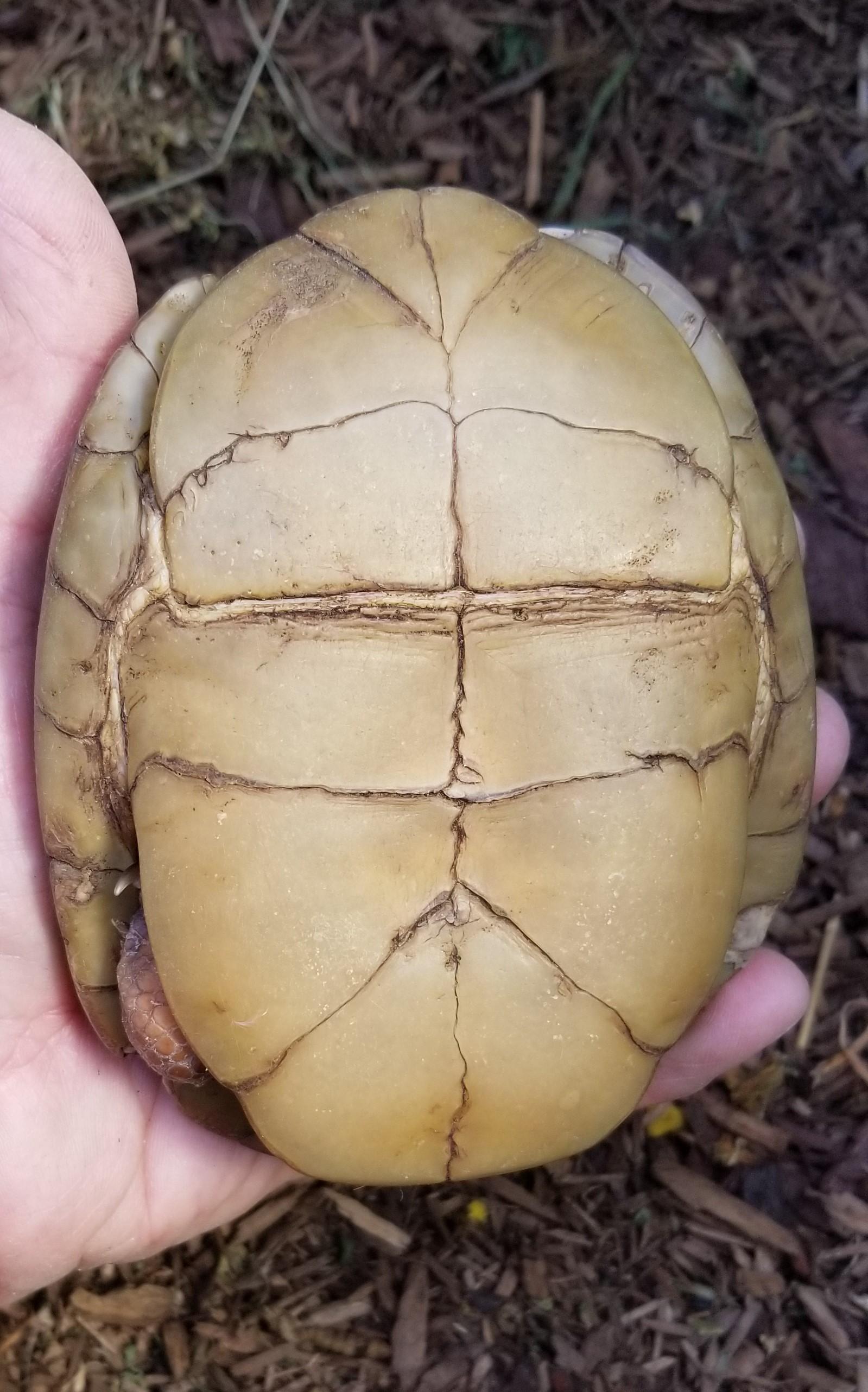 Heintz, a Adoptable Three-Toed Box in Modesto, CA image 3/3