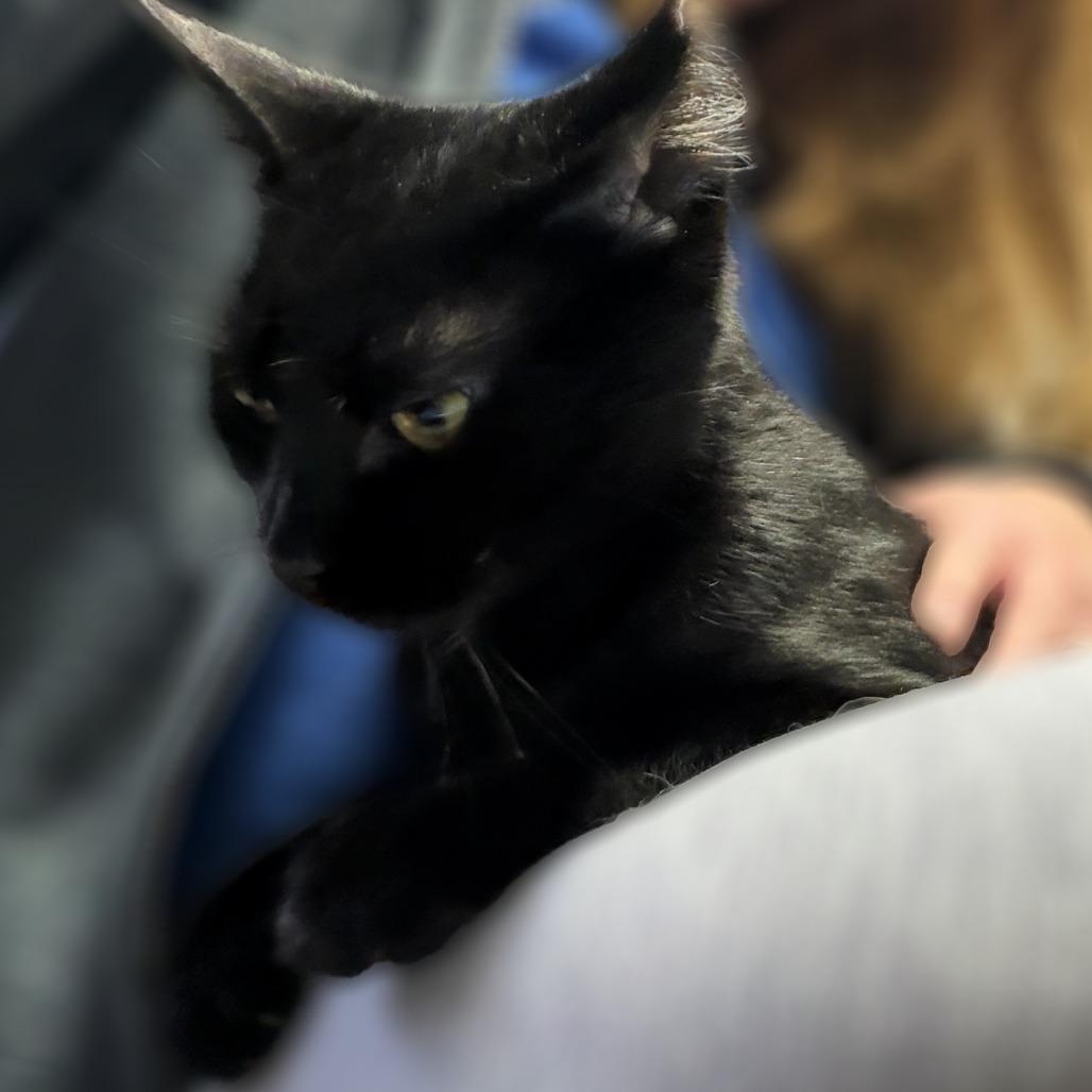 Enlarge Verona, a Adoptable Domestic Short Hair in Springfield, IL image 1/1