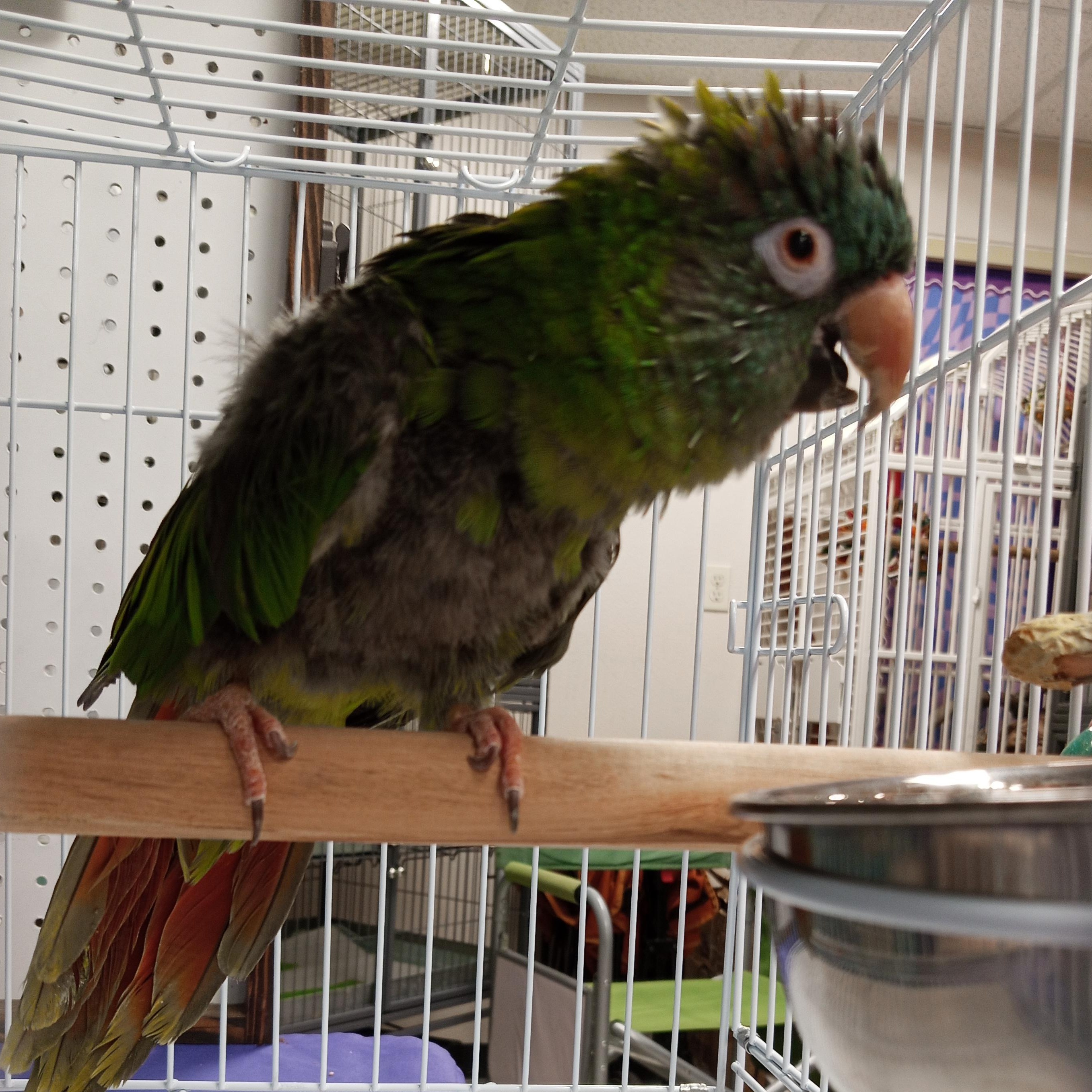 Enlarge Polly, a Adoptable Conure in Modesto, CA image 1/1