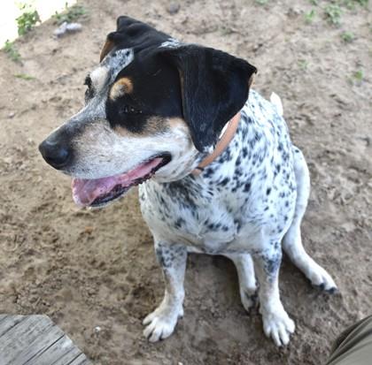 Enlarge Daisy, a ADOPTABLE mixed breed in Inverness, FL image 4/4