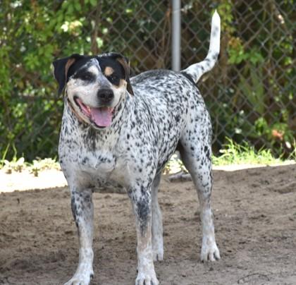 Enlarge Daisy, a ADOPTABLE mixed breed in Inverness, FL image 2/4