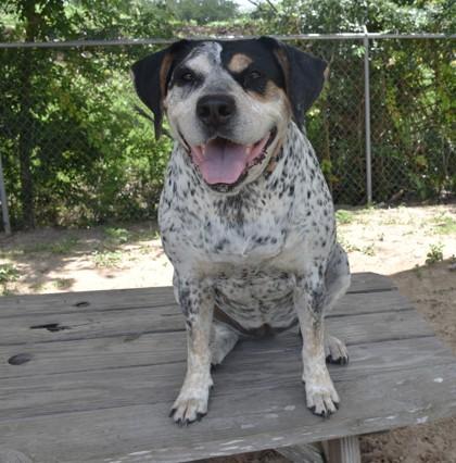 Enlarge Daisy, a ADOPTABLE mixed breed in Inverness, FL image 3/4