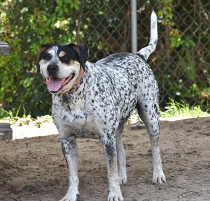 Enlarge Daisy, a ADOPTABLE mixed breed in Inverness, FL image 1/4