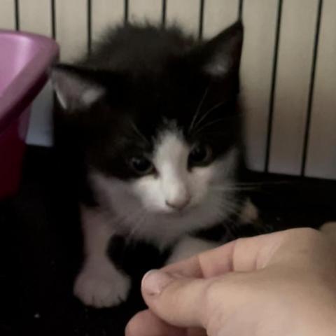 Spike photo 2