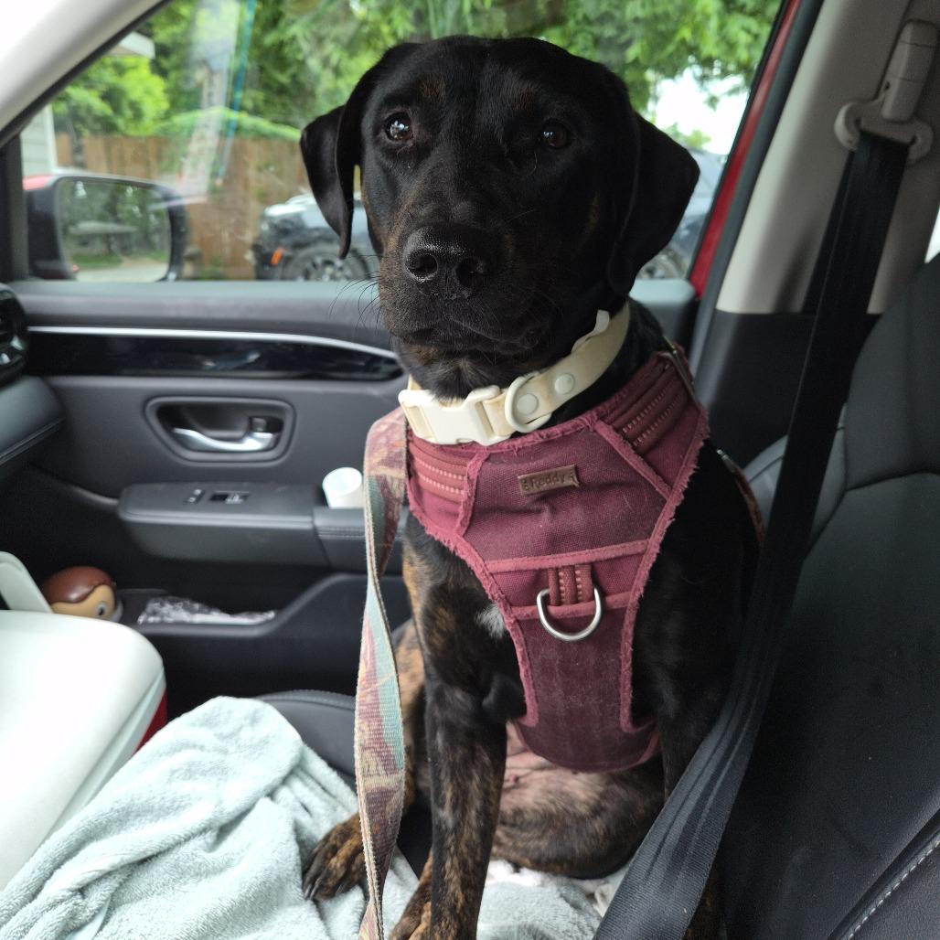 Joba, Adoptable, Adult Female Mixed Breed.