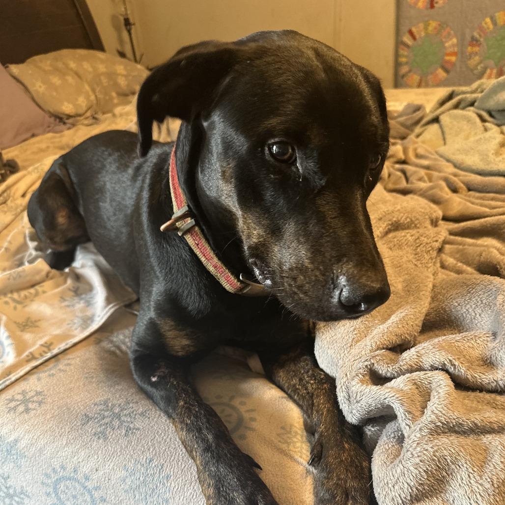 Enlarge Joba, a Adoptable Mixed Breed in Natchitoches, LA image 2/3