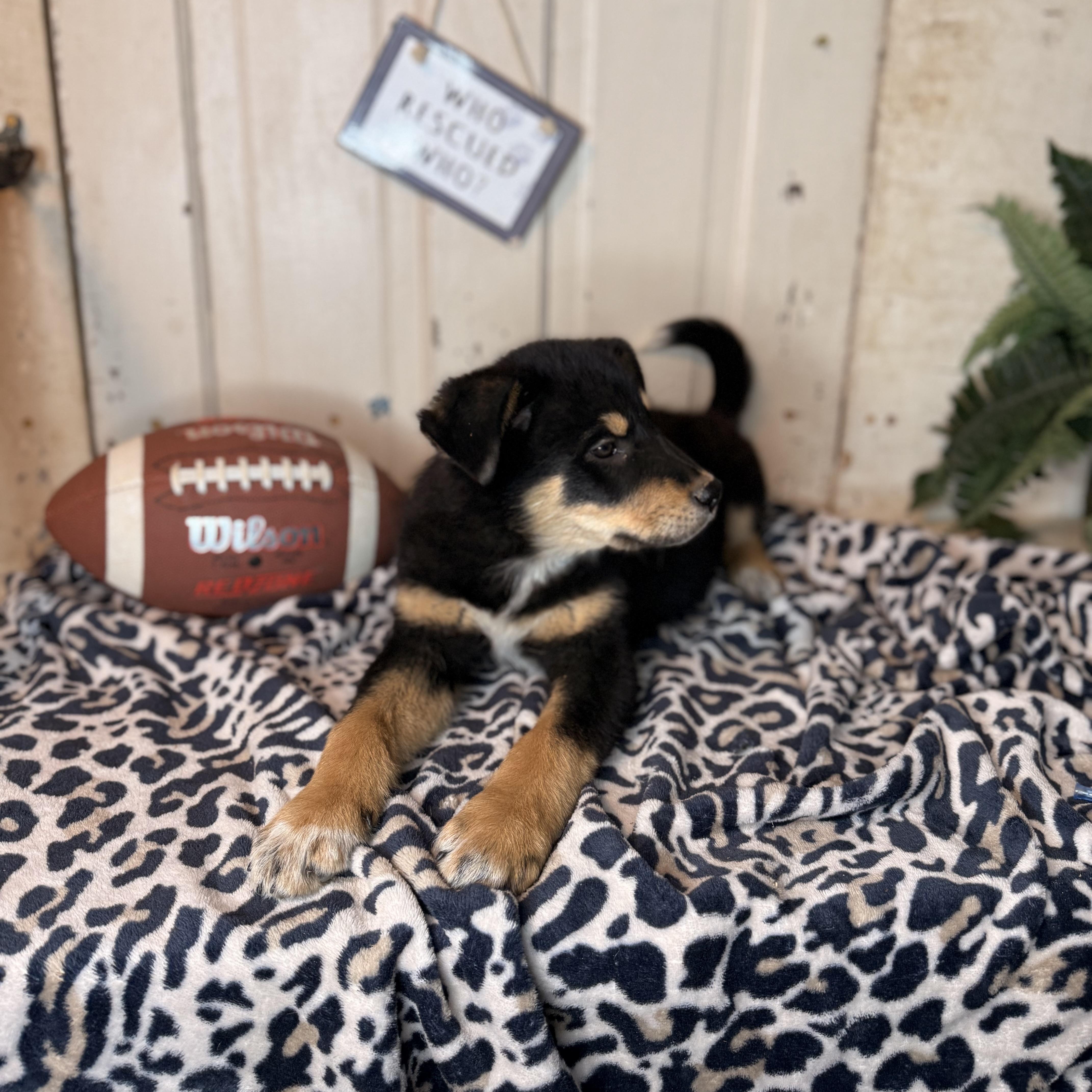 Enlarge Freddy, a Adoptable mixed breed in Bloomington, IL image 1/6