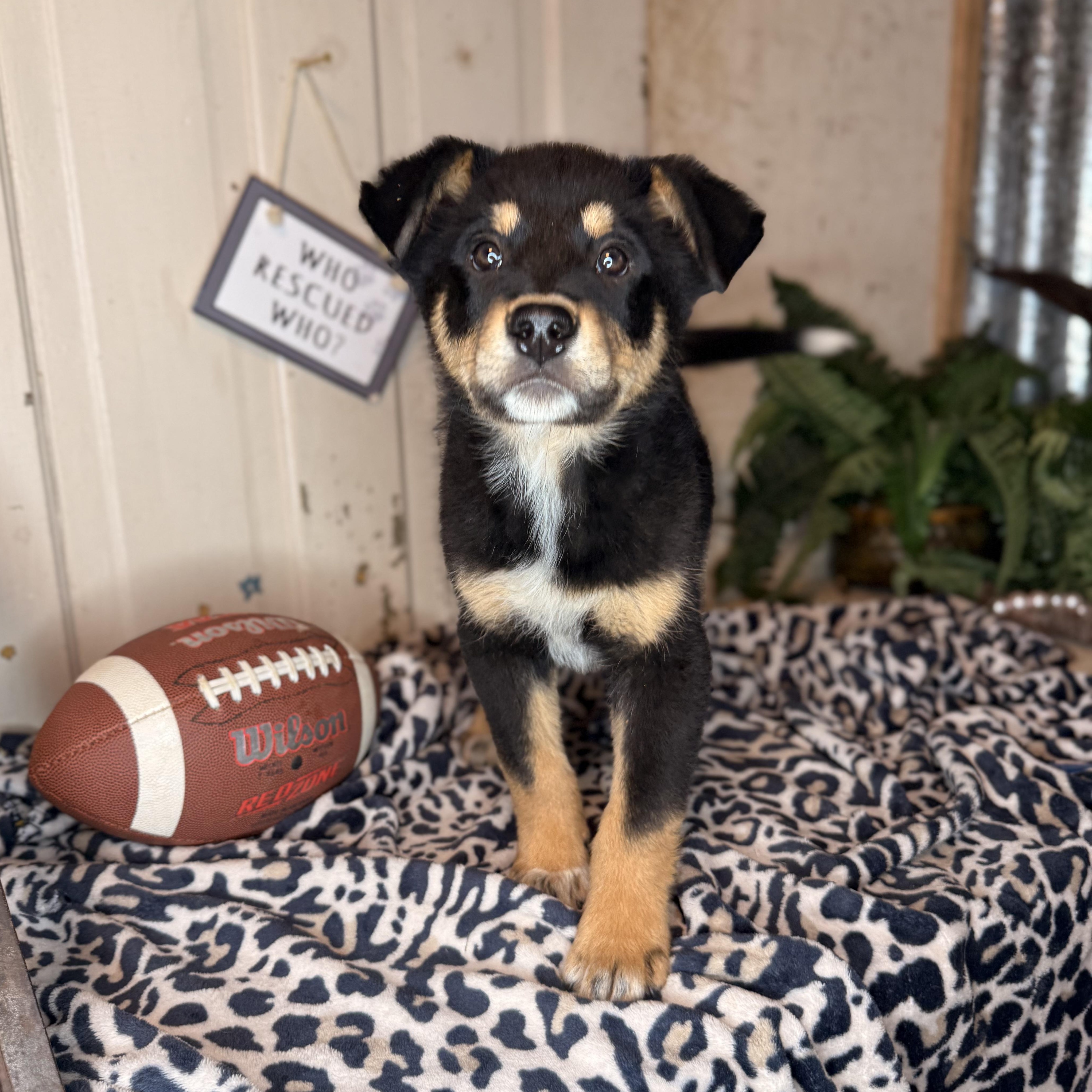 Enlarge Freddy, a Adoptable mixed breed in Bloomington, IL image 2/6