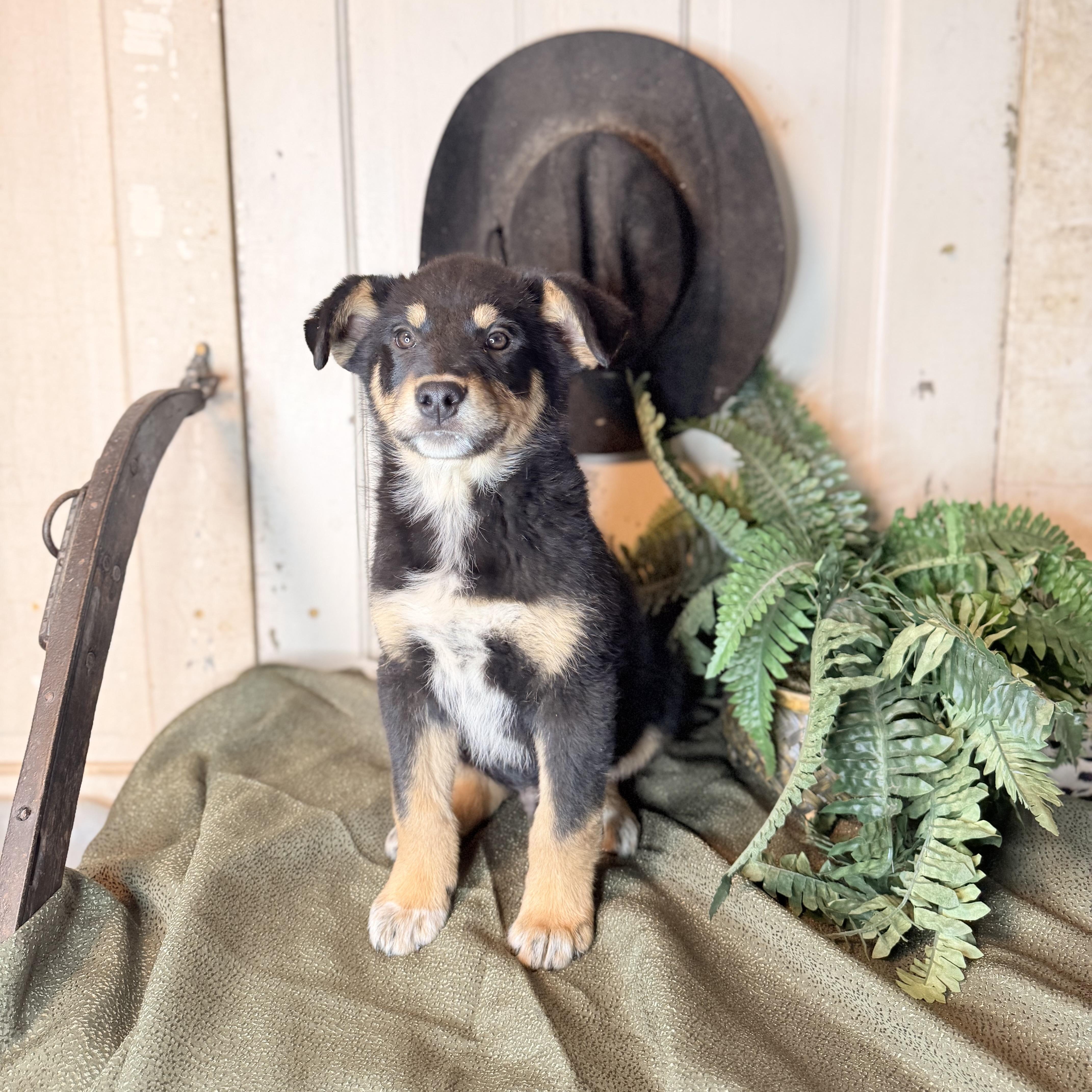 Enlarge Freddy, a Adoptable mixed breed in Bloomington, IL image 5/6