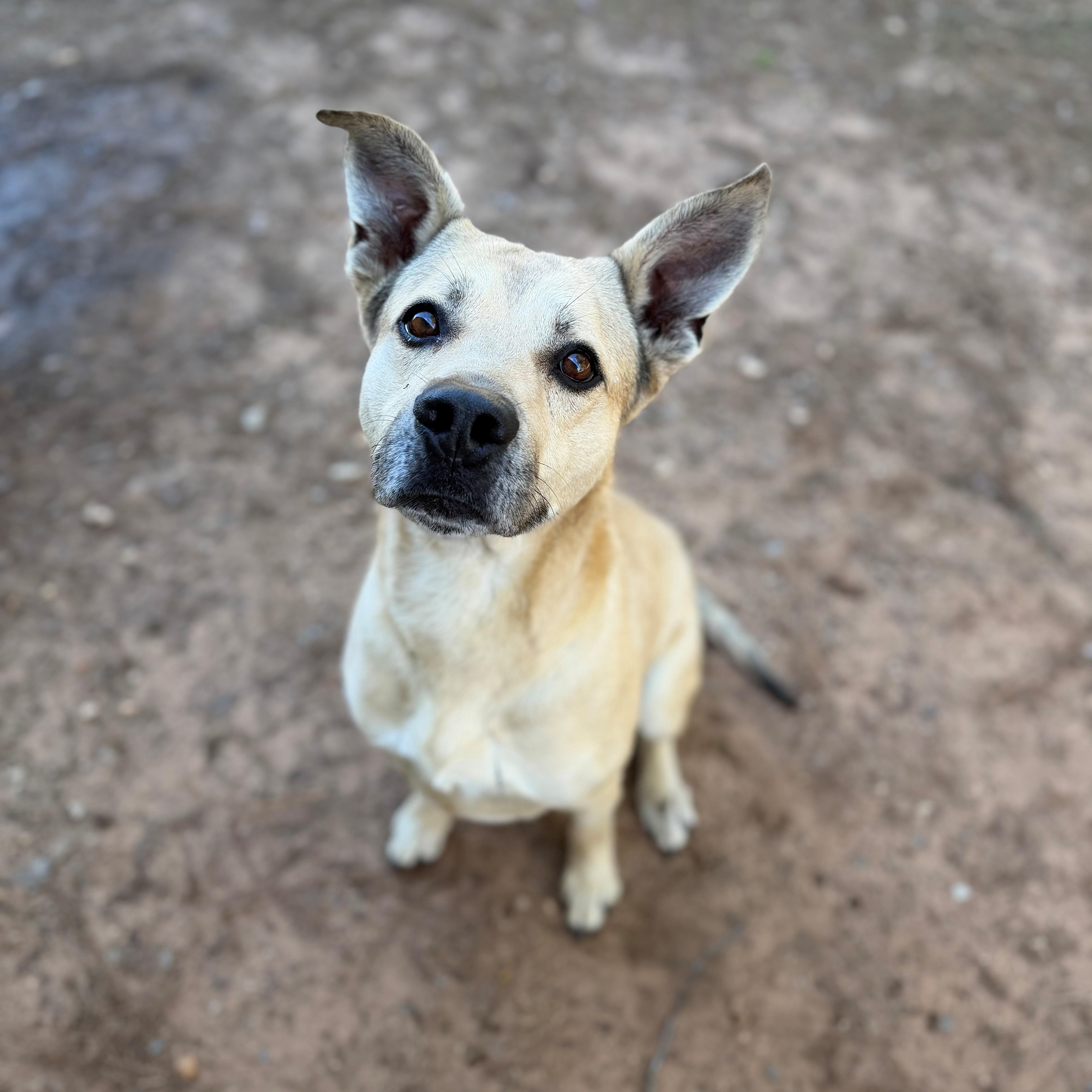 Enlarge Mickey, a ADOPTABLE mixed breed in Summerdale, AL image 1/1