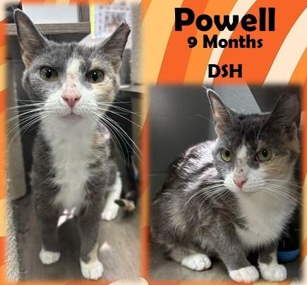 Powell, adopted, Young Female Domestic Short Hair.