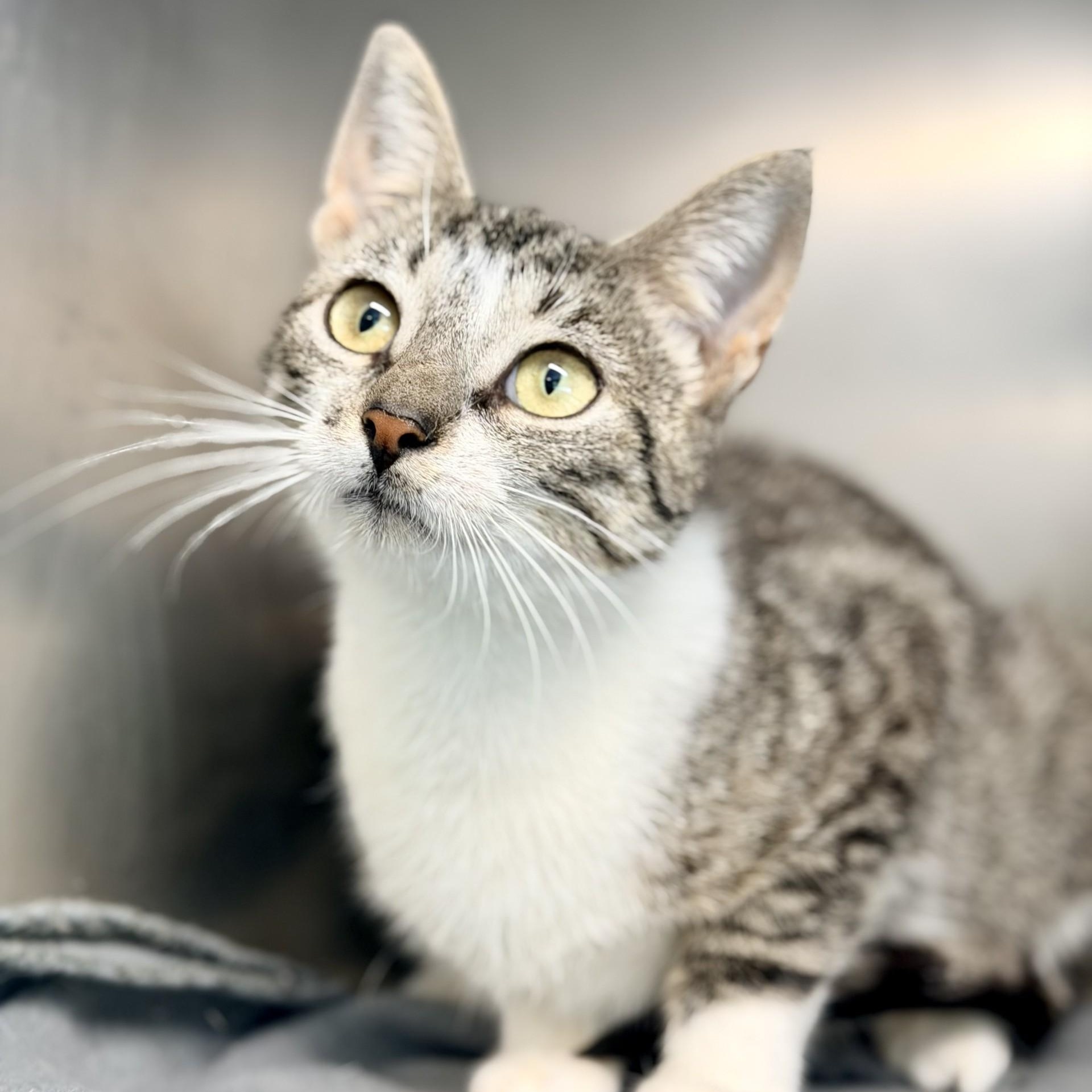 Enlarge Plio, a ADOPTABLE Domestic Short Hair in Jackson, NJ image 1/2