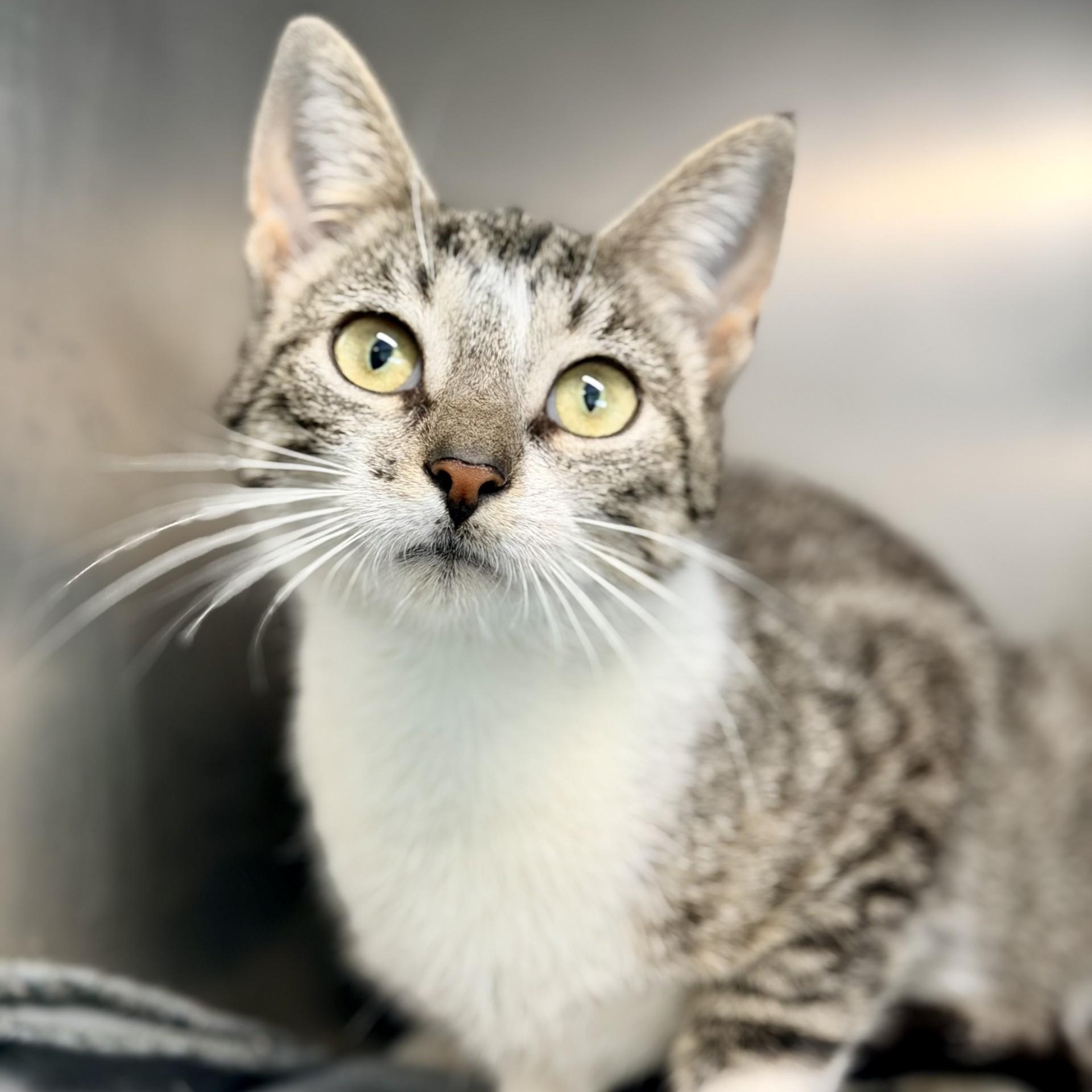 Enlarge Plio, a ADOPTABLE Domestic Short Hair in Jackson, NJ image 2/2