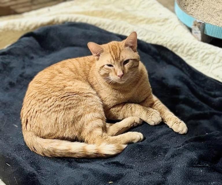Sunshine aka "Pal", an adopted Domestic Short Hair in Murfreesboro, TN image 4/4