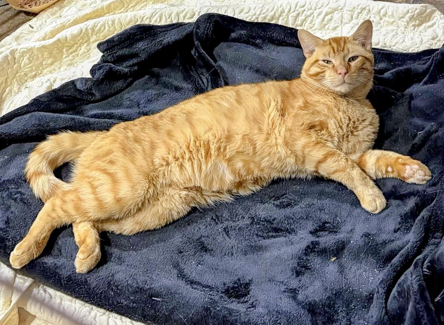 Sunshine aka "Pal", adopted, Young Male Domestic Short Hair.