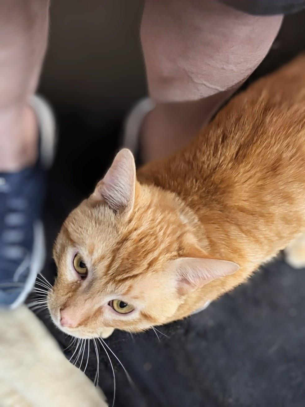 Sunshine aka "Pal", an adopted Domestic Short Hair in Murfreesboro, TN image 2/4