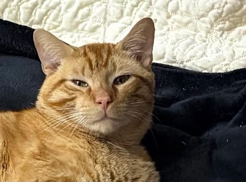 Sunshine aka "Pal", an adopted Domestic Short Hair in Murfreesboro, TN image 3/4