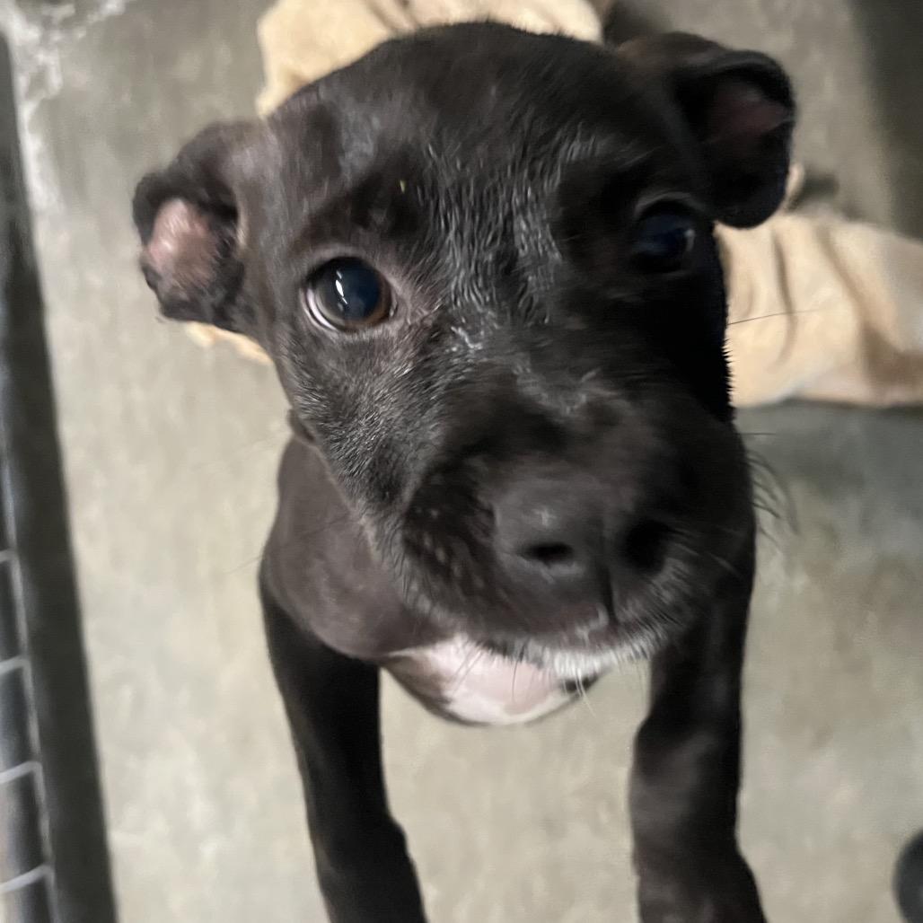 Finn, Adoptable, Puppy Male Labrador Retriever & Mixed Breed.
