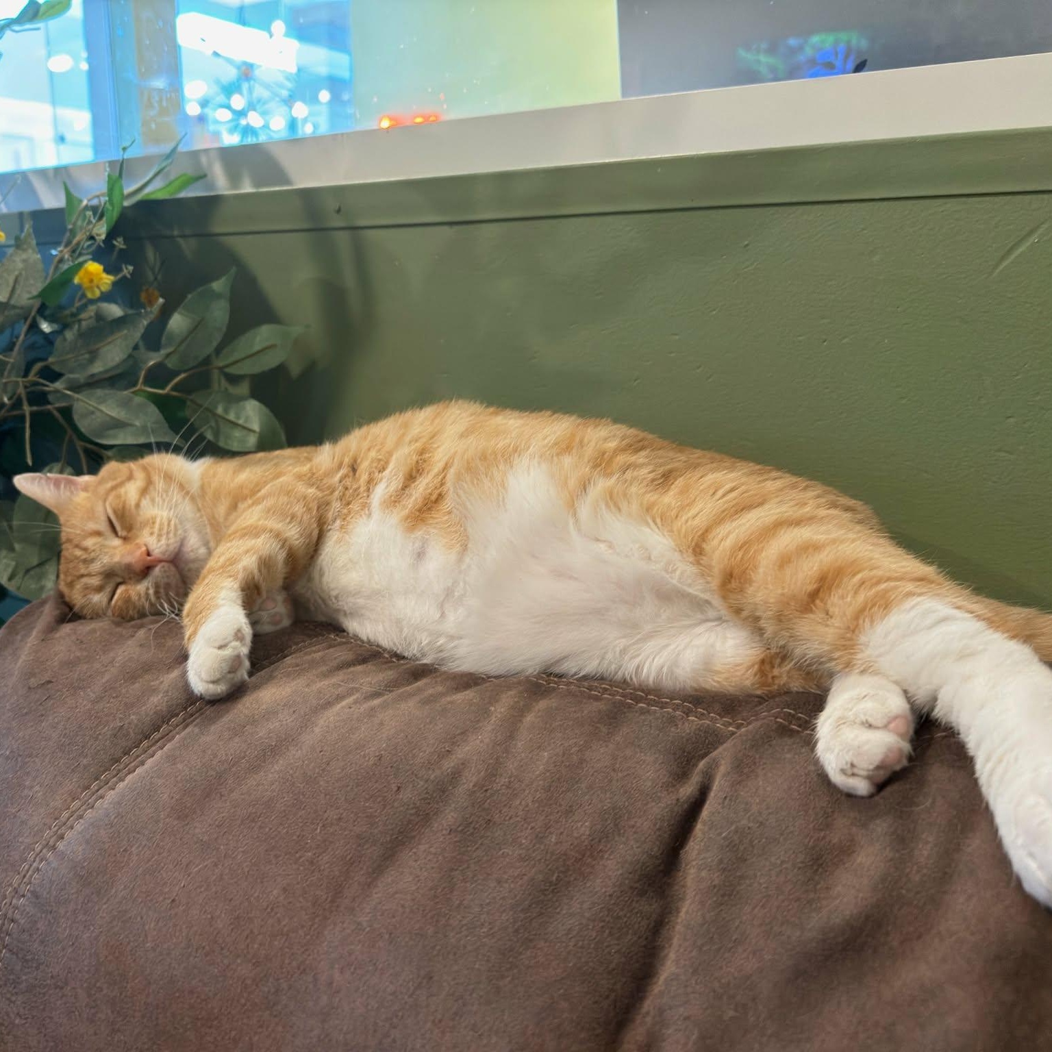 Enlarge Ed (Sweetest Playful Kitten), a Adopted Domestic Short Hair in Rochester, NY image 2/4