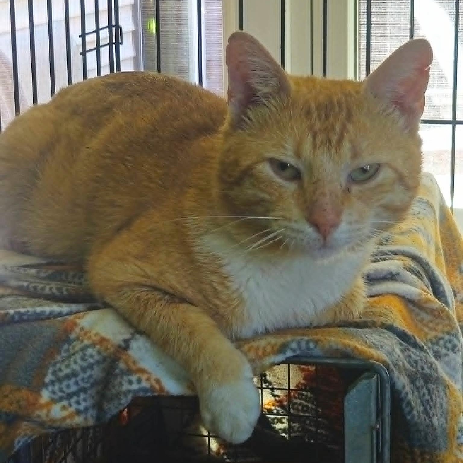 Ed (Sweetest Playful Kitten), a ADOPTABLE Domestic Short Hair in Rochester, NY image 2/2