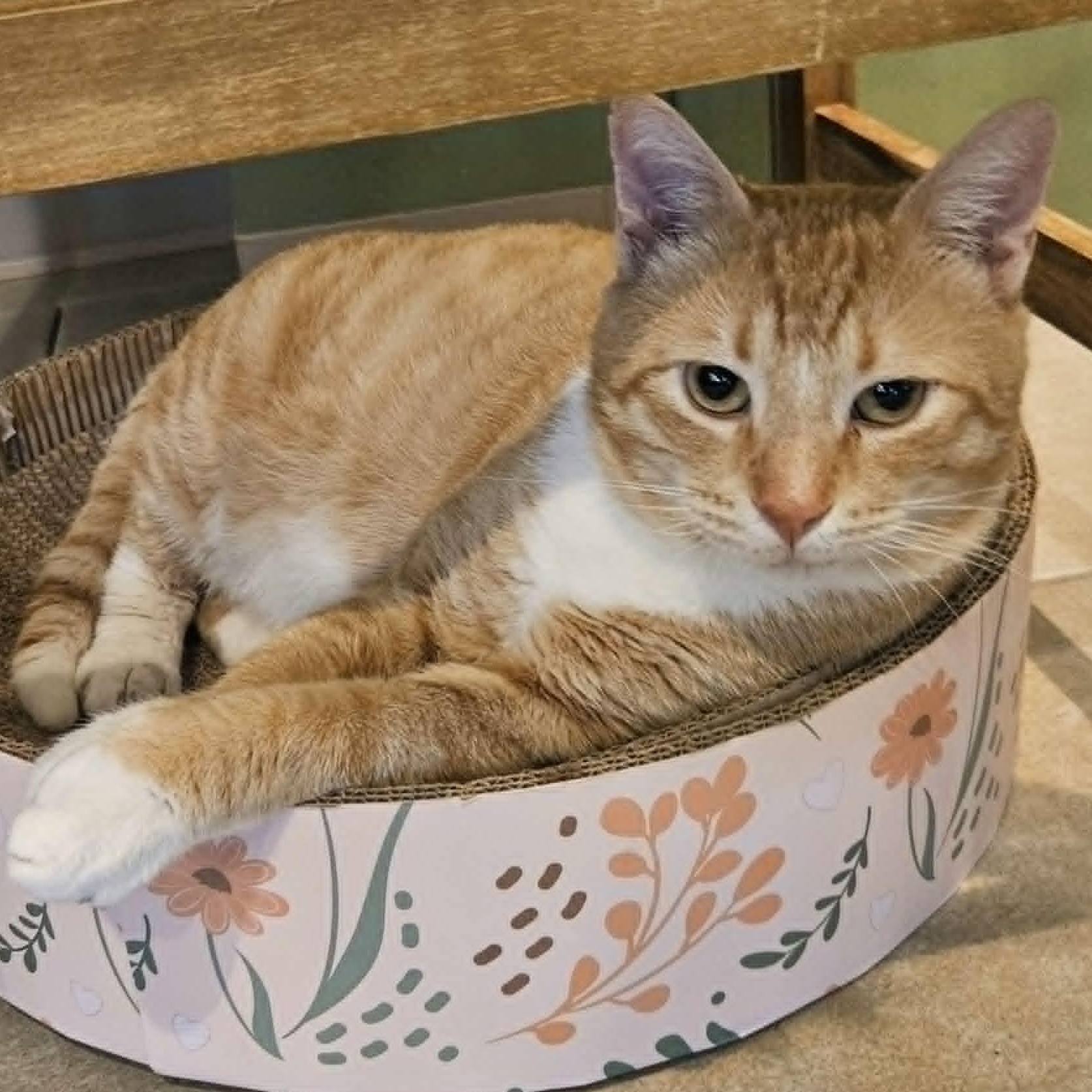 Ed (Sweetest Playful Kitten), a ADOPTABLE Domestic Short Hair in Rochester, NY image 2/3