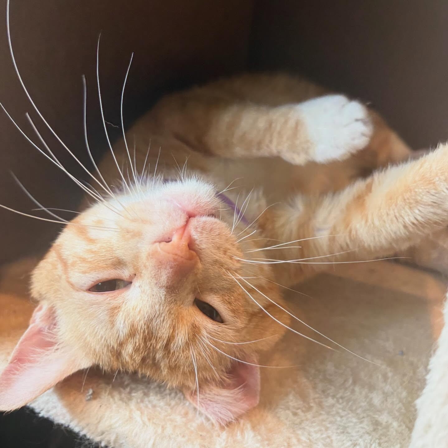 Ed (Sweetest Playful Kitten), a ADOPTABLE Domestic Short Hair in Rochester, NY image 1/2