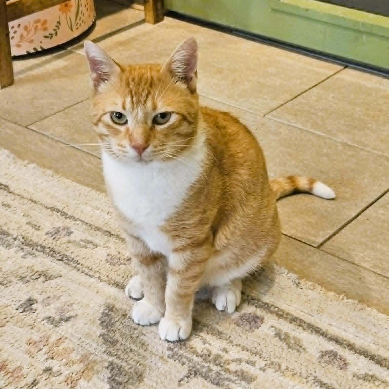 Ed (Sweetest Playful Kitten), ADOPTABLE, Kitten Male Domestic Short Hair.
