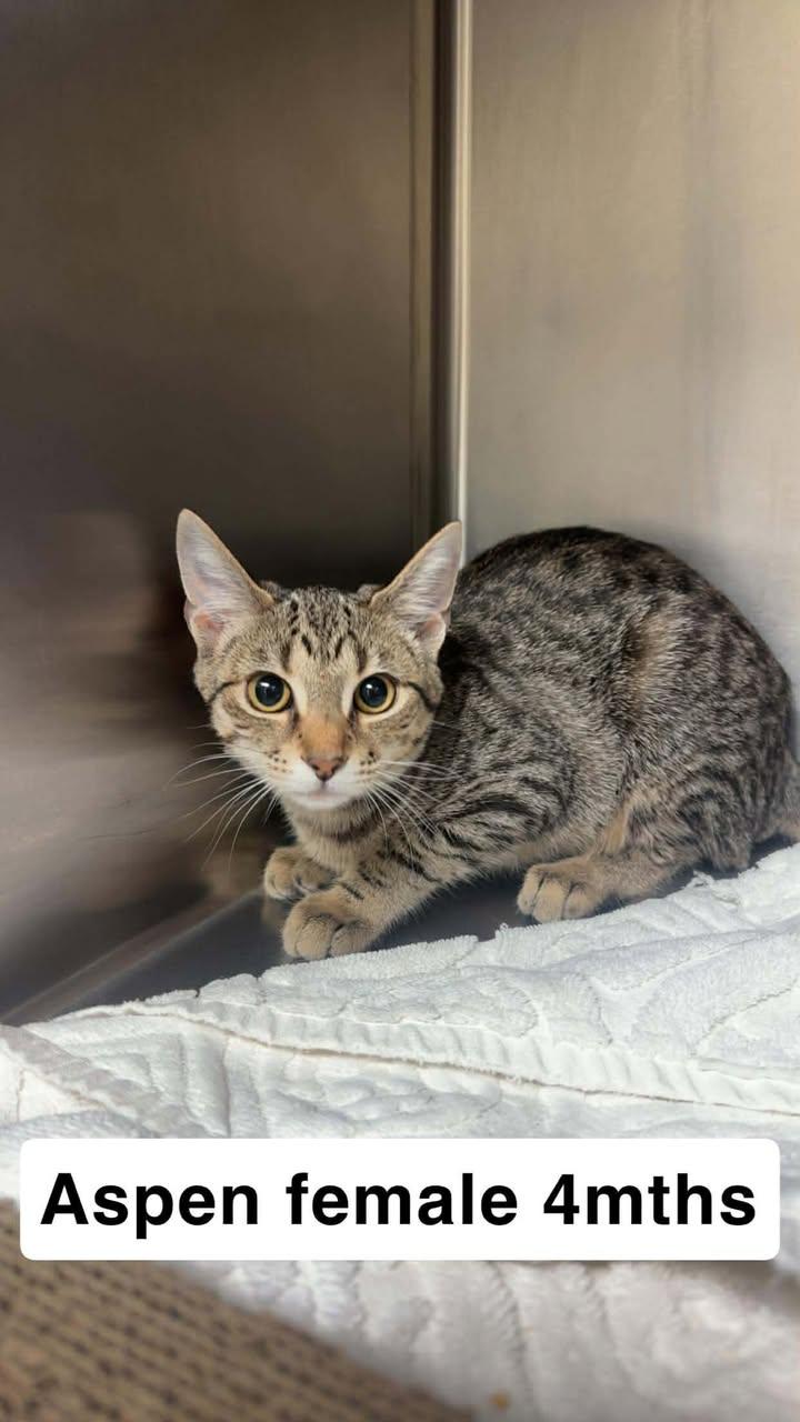 Enlarge Aspen, a Adoptable Domestic Short Hair in Amherst, VA image 1/1