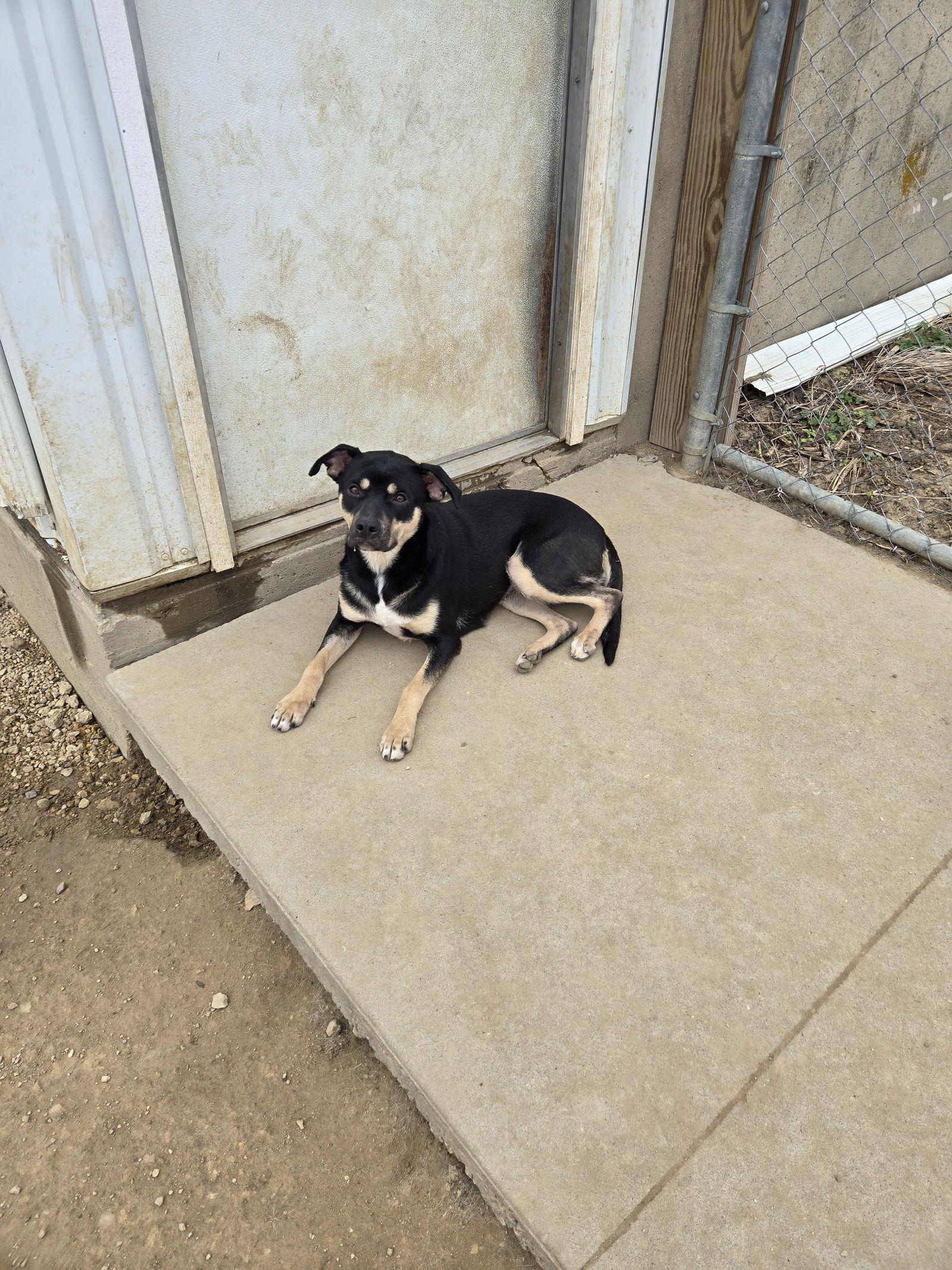 Daphne, Adoptable, Adult Female Mixed Breed.