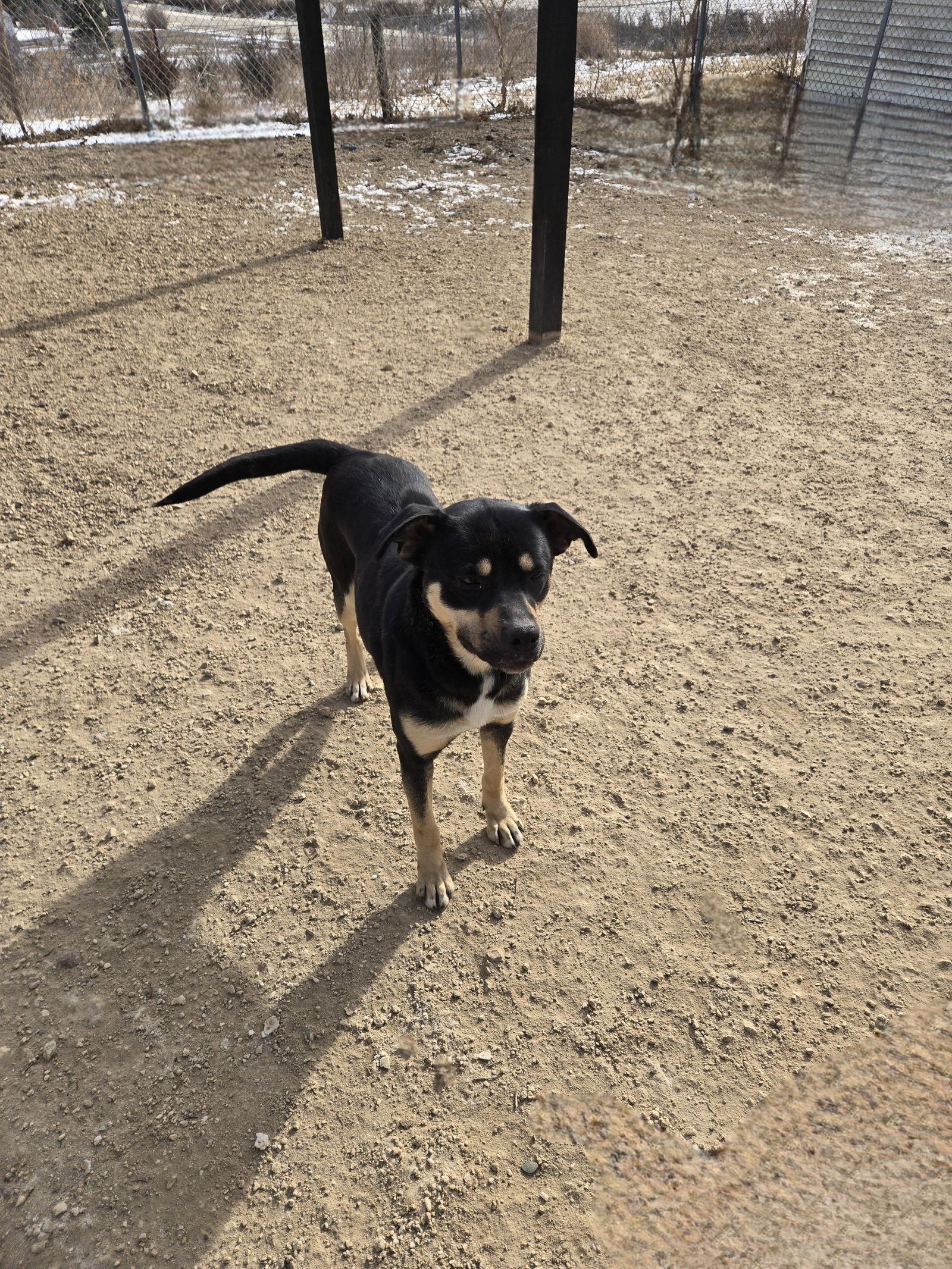 Enlarge Daphne, a Adoptable Mixed Breed in Maquoketa, IA image 2/2