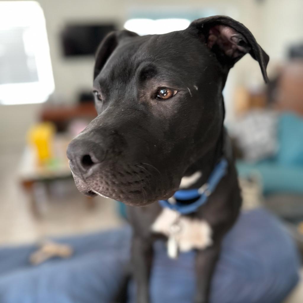Marshmallow, Adoptable, Adult Male Black Labrador Retriever & American Staffordshire Terrier.