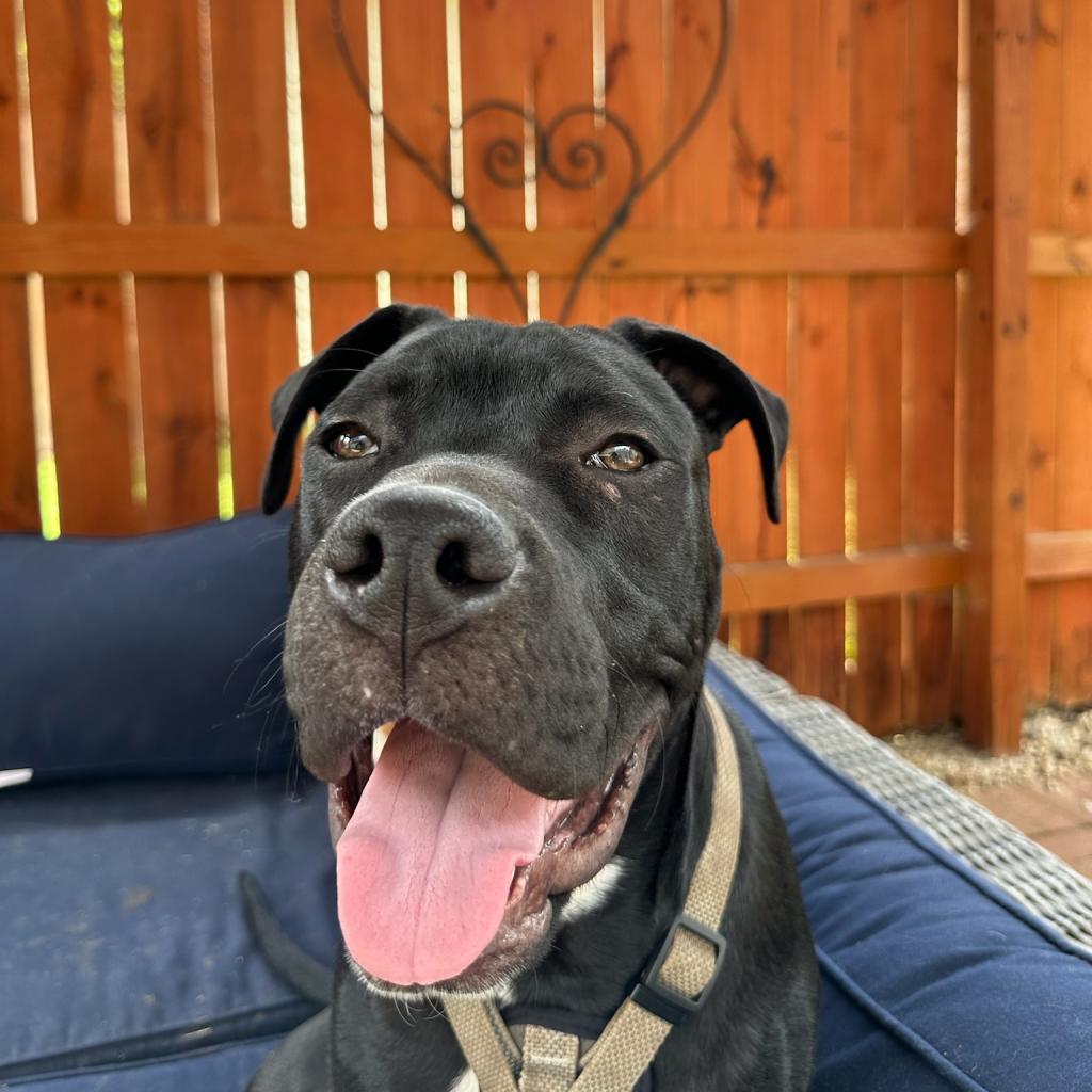 Enlarge Marshmallow, a Adoptable mixed breed in Goodlettsville, TN image 2/6