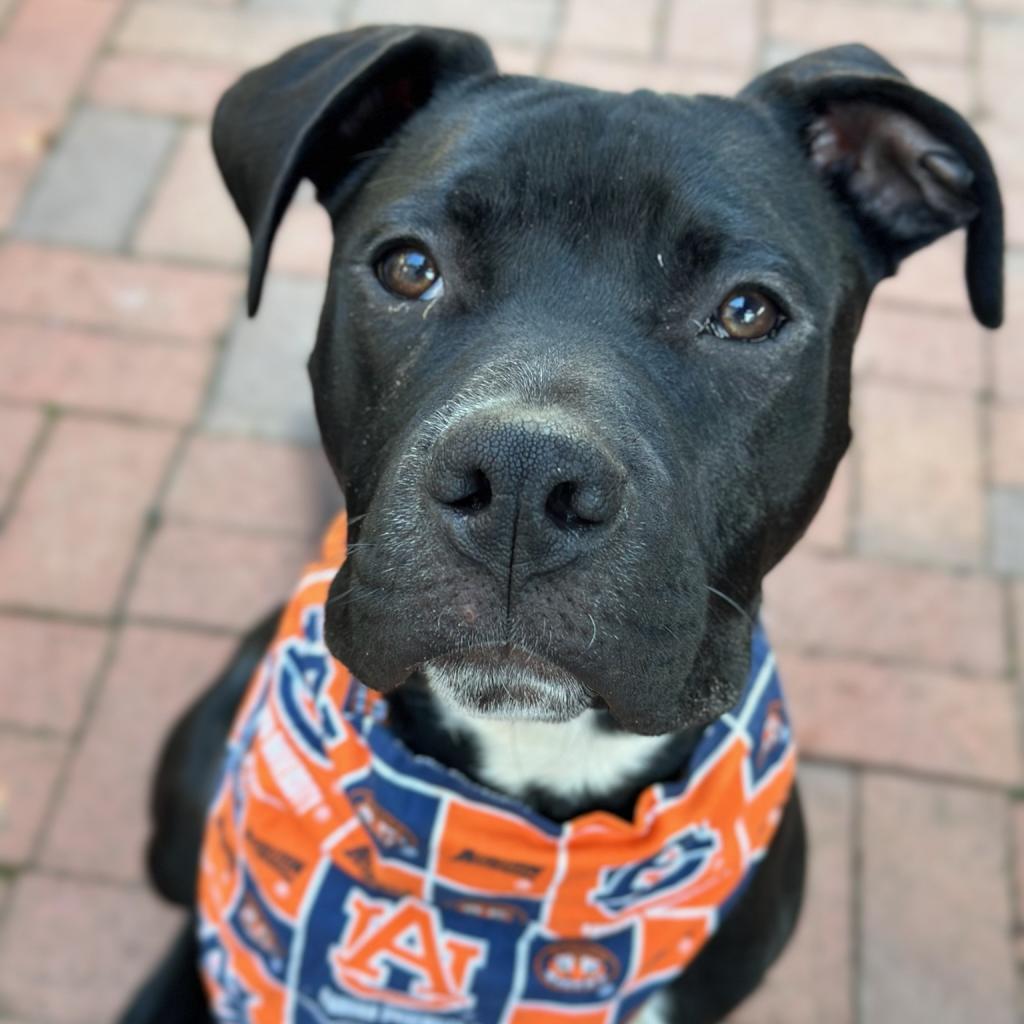 Enlarge Marshmallow, a Adoptable mixed breed in Goodlettsville, TN image 5/6