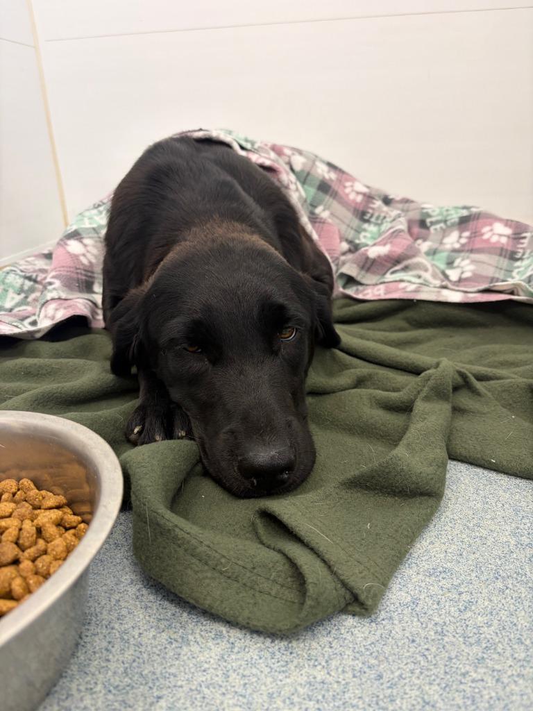 Maggie, Adopted, Young Female Labrador Retriever.