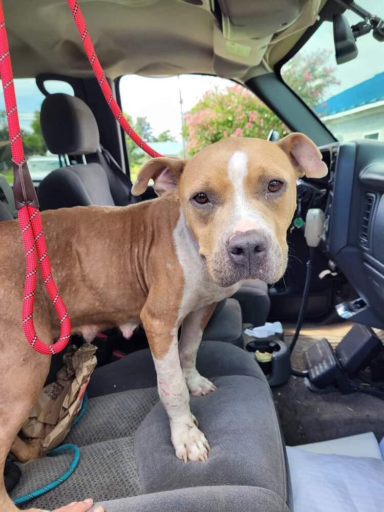 Enlarge Sweetie, a Adoptable American Staffordshire Terrier in Ridgeland, SC image 1/1