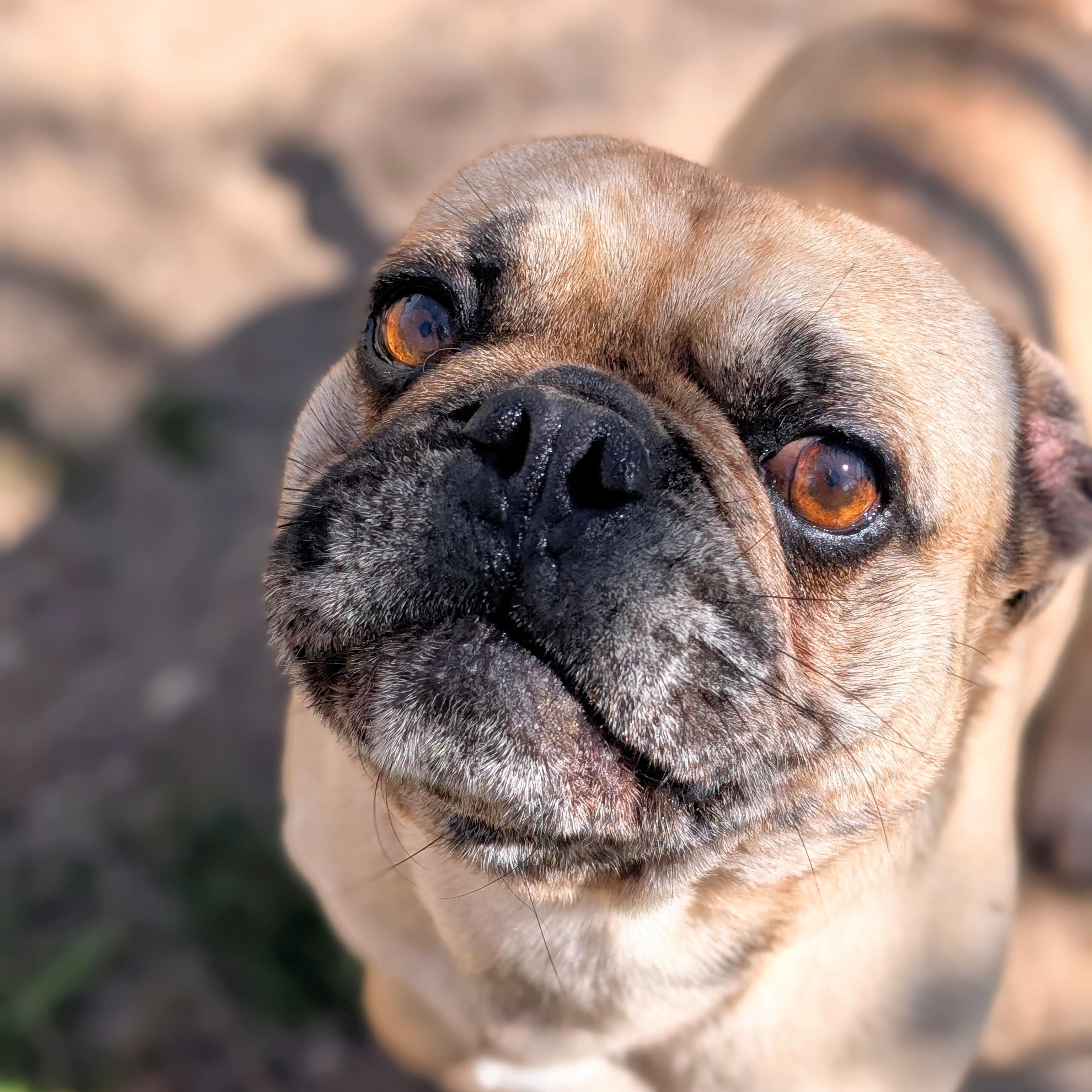 Enlarge Percy, an adopted mixed breed in Mountain Center, CA image 1/2