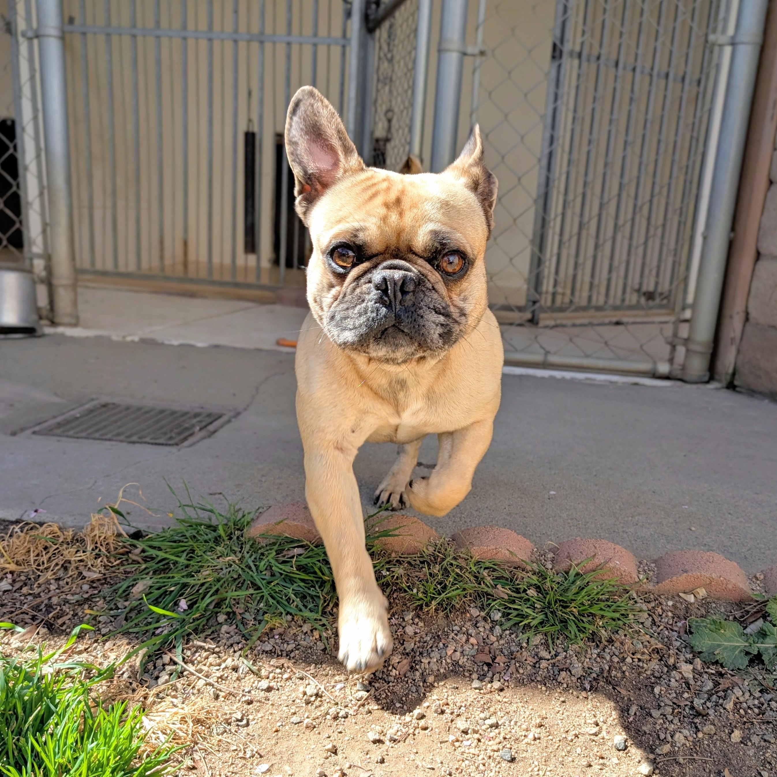 Enlarge Percy, an adopted mixed breed in Mountain Center, CA image 2/2