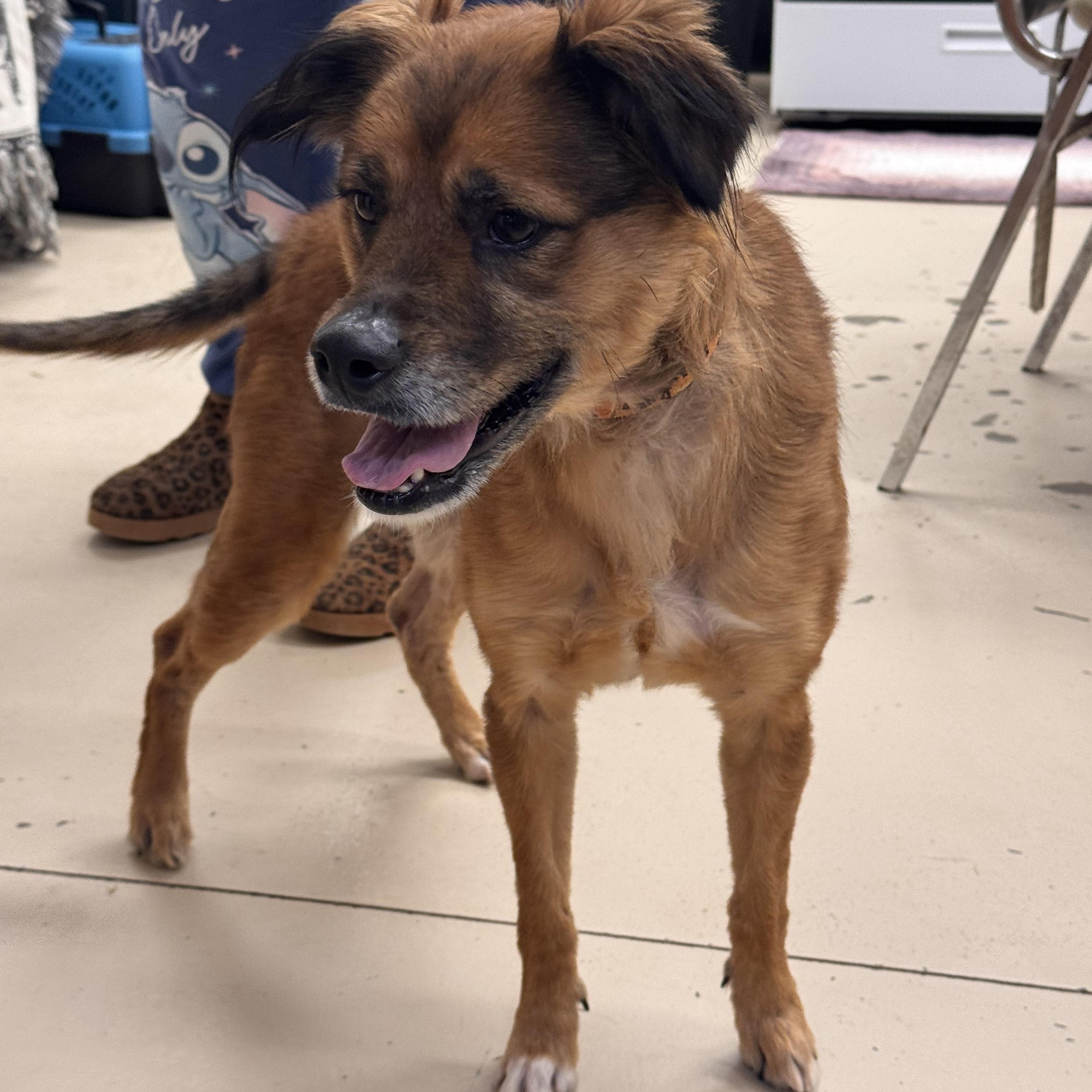 Daisy, ADOPTABLE, Adult Female Mixed Breed.