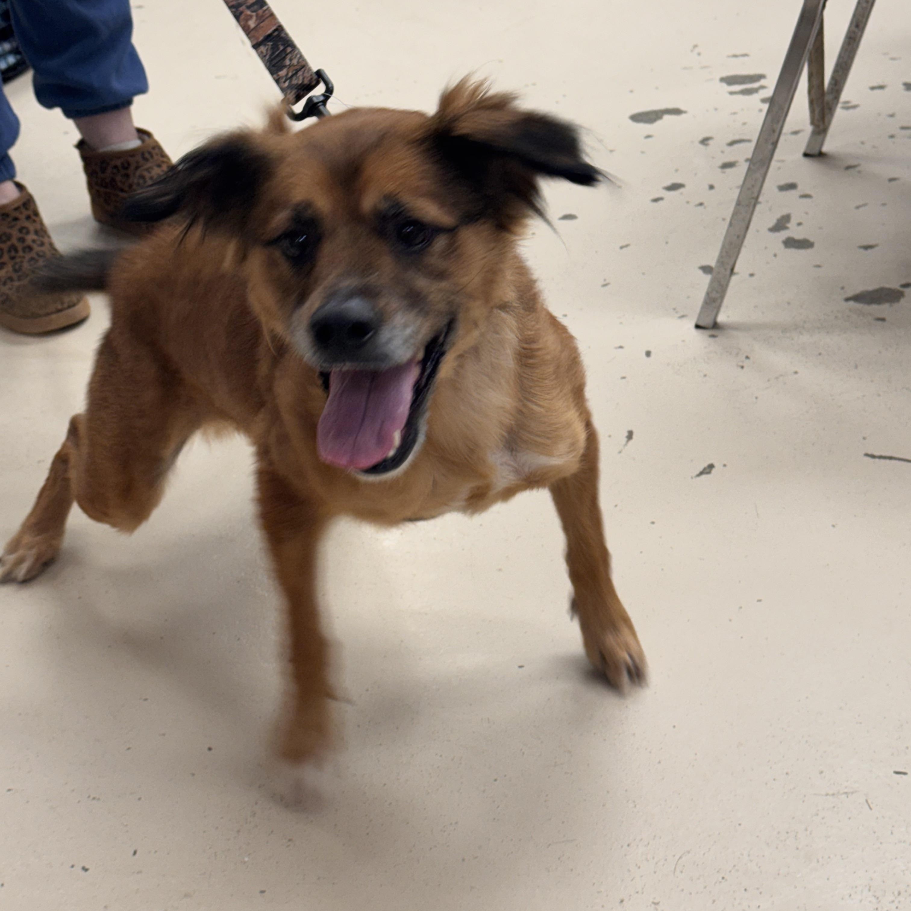 Daisy, a ADOPTABLE Mixed Breed in Logan, OH image 2/2