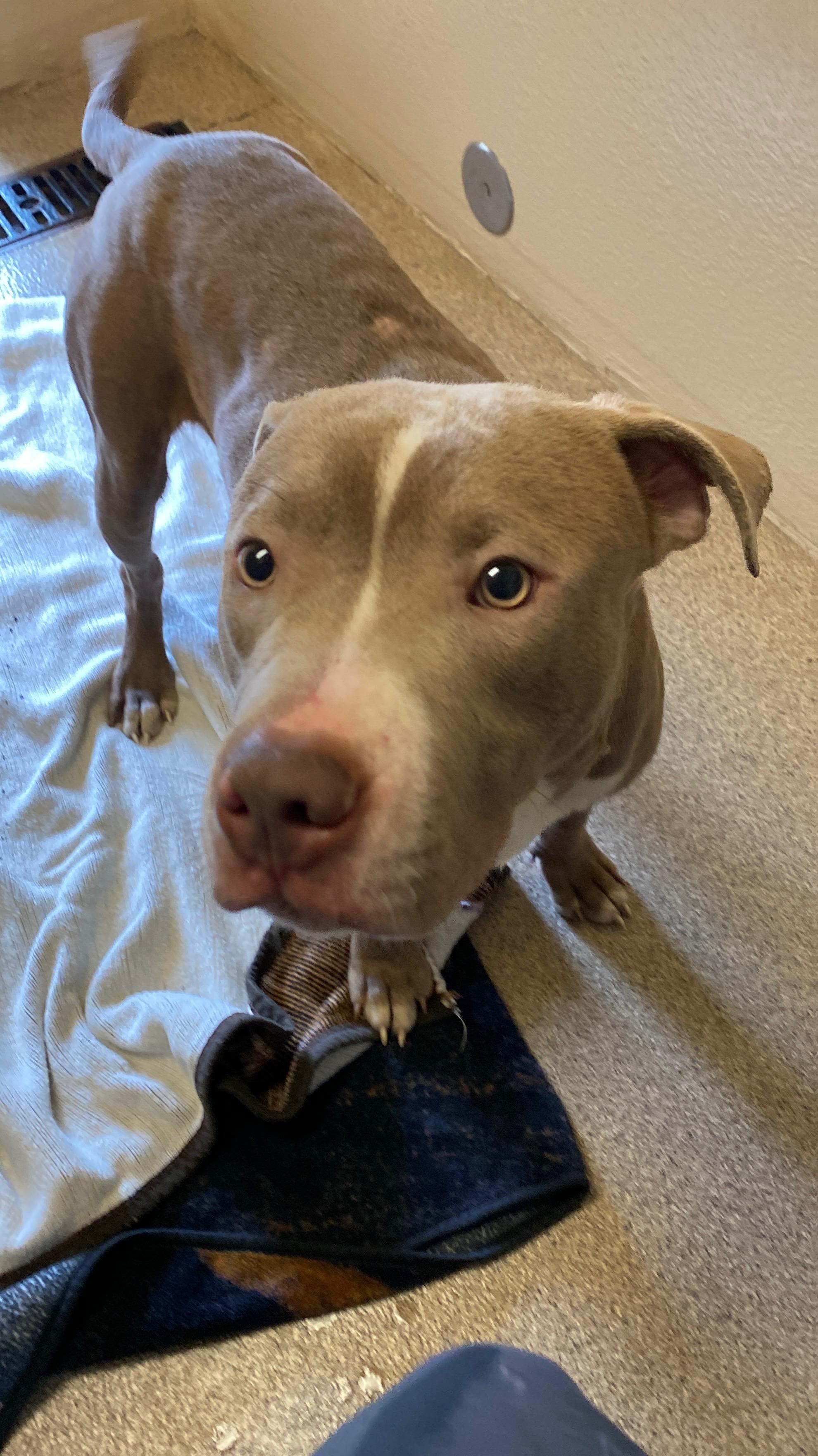 Enlarge Sterling, a Adoptable Pit Bull Terrier in Sunbury, PA image 4/4