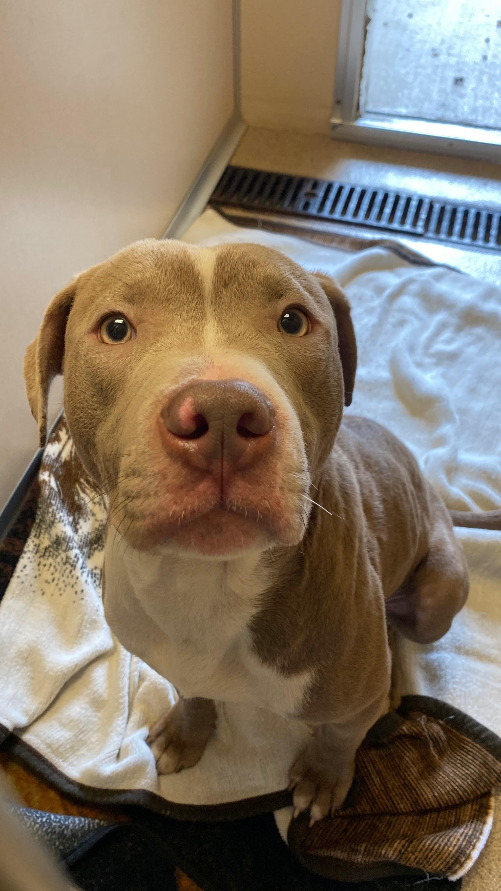 Sterling, Adoptable, Young Male Pit Bull Terrier.