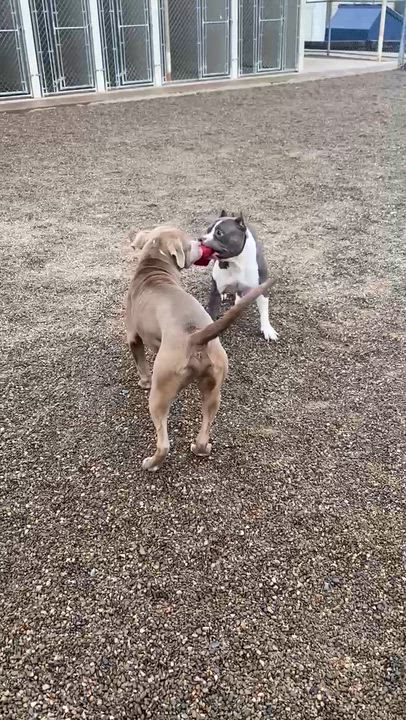 Enlarge Sterling, a Adoptable Pit Bull Terrier in Sunbury, PA video 3/4