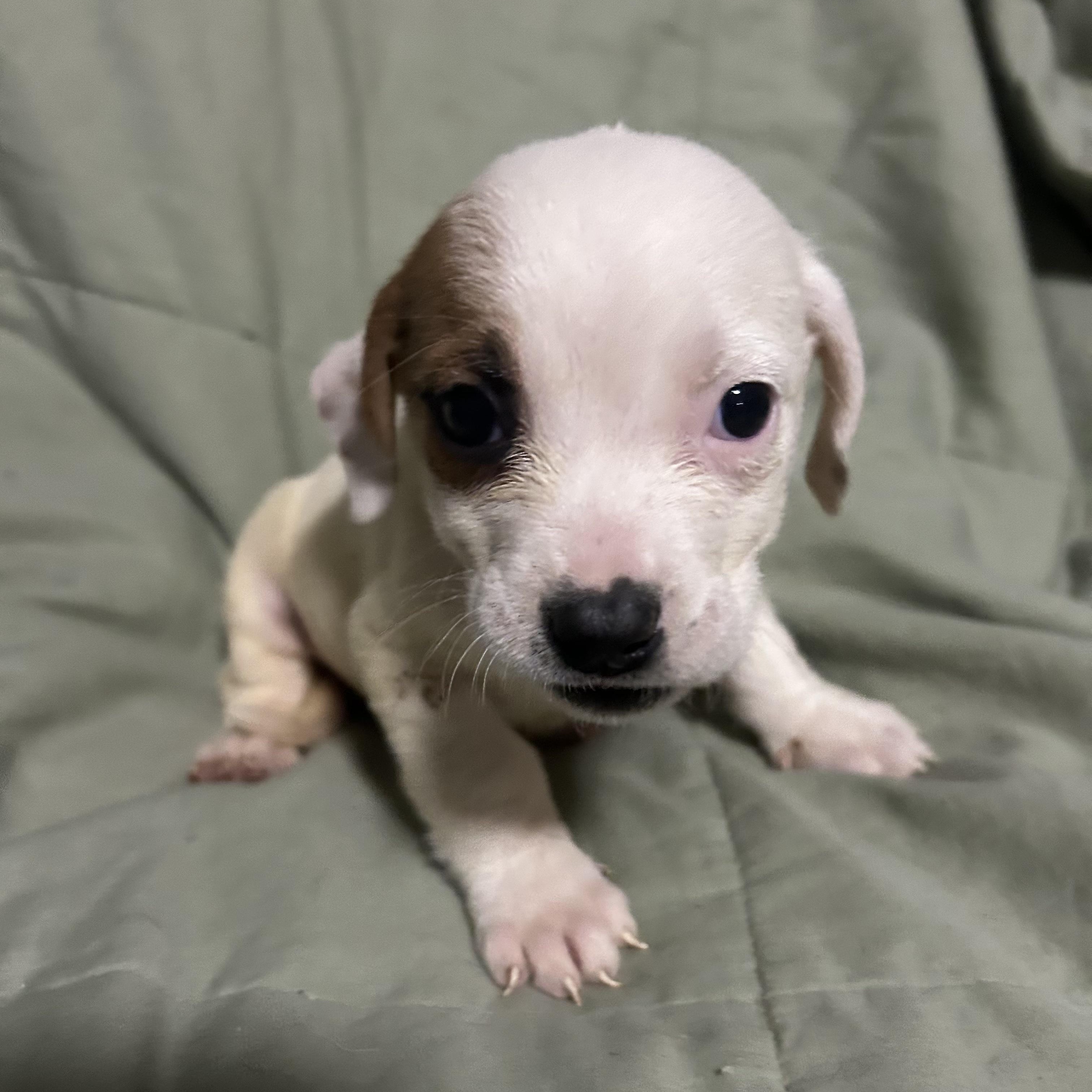 Penelope, adopted, Puppy Female Dachshund & Beagle.
