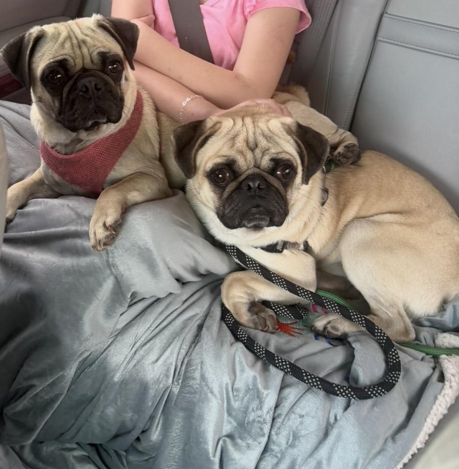 Enlarge Milow, a Adoptable Pug in Elwood, IL image 6/6