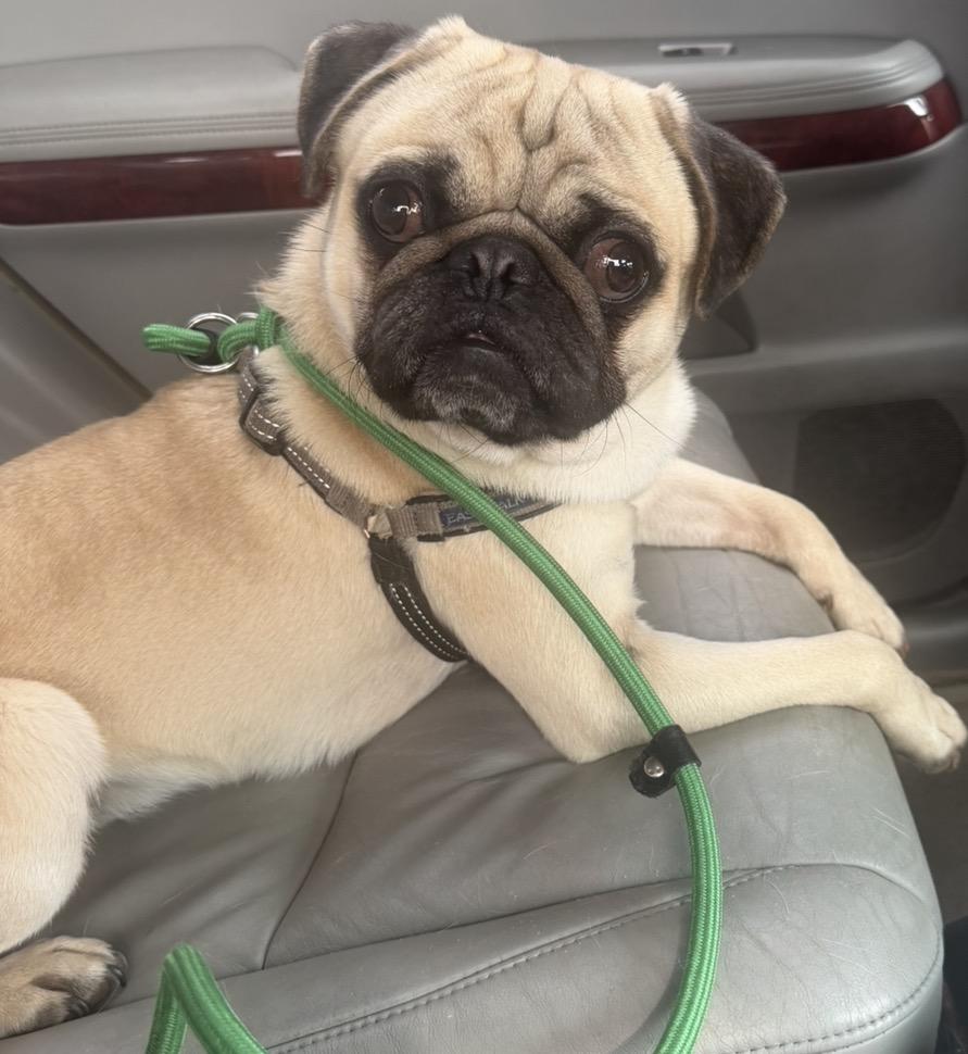 Enlarge Milow, a Adoptable Pug in Elwood, IL image 2/6