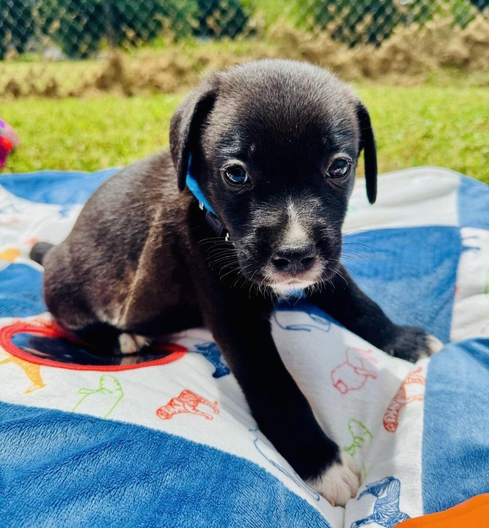 Benjamin puppy